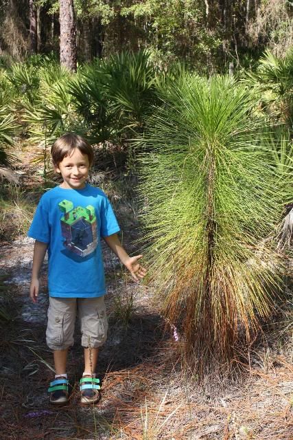 Figure 13. A young human (left) discovers a young longleaf pine (right).