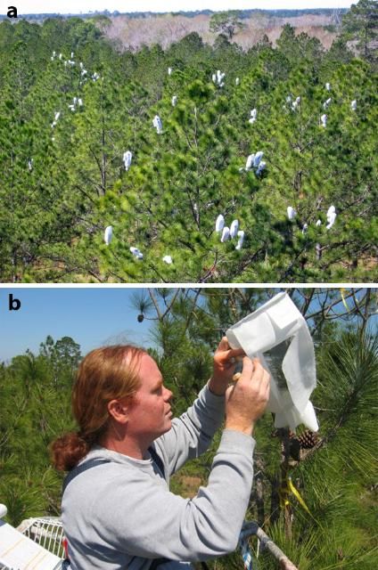 Figure 3. a) A pollen isolation bag placed over female flowers before they become receptive protects them from being wind pollinated with unwanted pollen. b) Once the female flowers are receptive, pollen from a plus-tree clone is injected into the isolation bag containing female flowers of another plus-tree clone. Pollination occurs, and full-sib seed is produced.