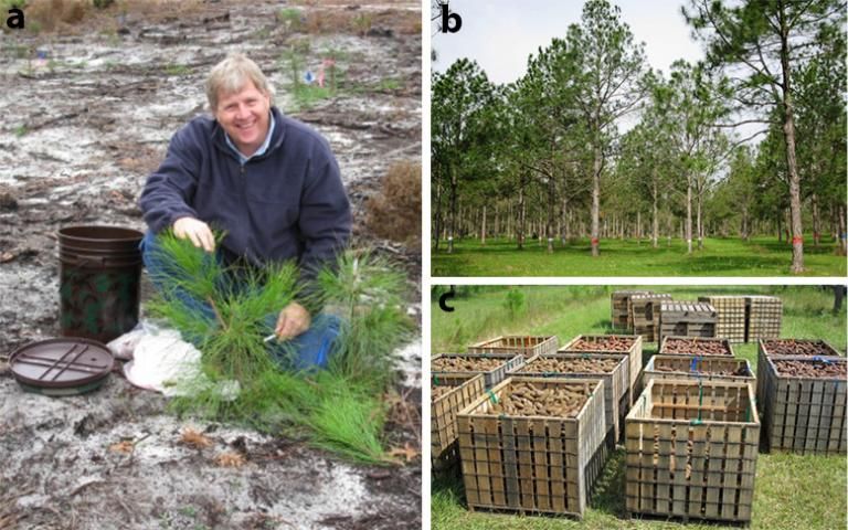 Figure 2. a) Grafting third-generation slash pine scion onto a one year old slash pine rootstock in order to develop a third-generation slash pine seed orchard. b) Clones in this mature slash pine seed orchard with color bands to indicate their superiority for growth, disease resistance, or both growth and disease resistance. c) Cones collected from clones in a slash pine seed orchard and grouped (indicated by the different colored flagging) by their superiority for growth, disease resistance, or both growth and disease resistance.