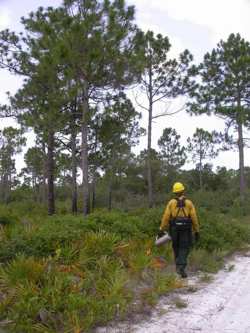 With careful management and planning, prescribed fire is an effective tool for maintaining Florida's native forests. 