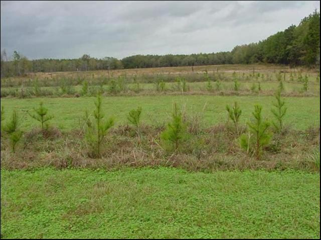 Figure 2. Loblolly pine planted in 4x8x40 ft spacing in bahiagrass—crimson clover pasture after one growing season in the field (George Owens farm near Chipley, FL, December 2001).