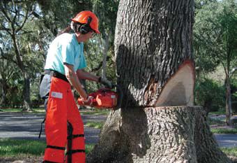 Figure 3. Hire a certified arborist for major restoration and removal efforts.