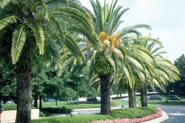 Figure 9. Canary Island date palm, rated as having high wind resistance, is being planted more frequently in north Florida.