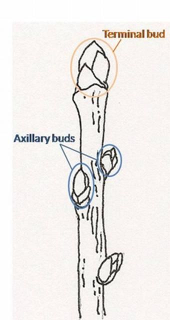 Figure 17. Location of terminal and axillary buds, as they appear on a twig.