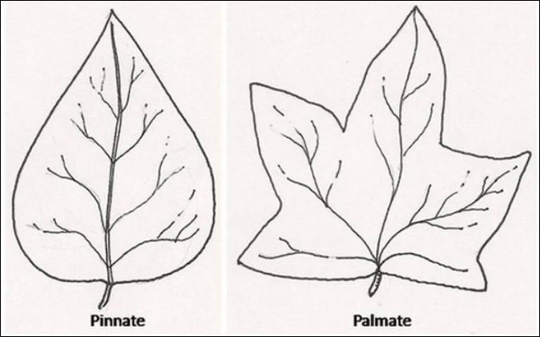 Figure 13. Two different kinds of leaf venation.
