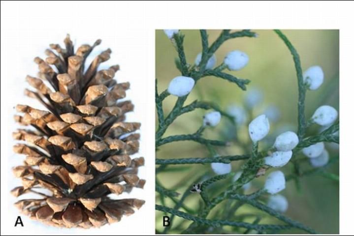 Figure 25. Cone of slash pine (Pinus elliottii) (A) and berry-like structures of eastern redcedar (B).