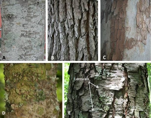 Figure 2. Some different bark textures include: A) the smooth bark of a beech (Fagus sp.) tree, B) vertically furrowed bark of a live oak (Quercus virginiana), C) flaky bark of a sycamore tree, D) warty bark of the sugarberry tree (Celtis laevigata), and E) lenticels on the bark of a black cherry (Prunus serotina) tree.