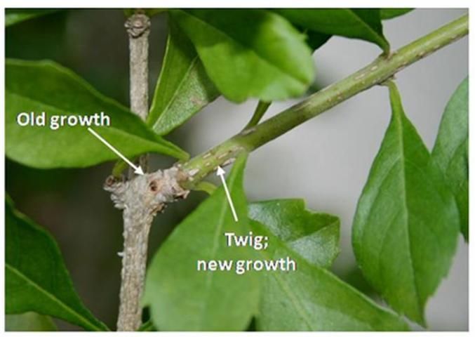 Figure 16. Old and new growth on a tree.