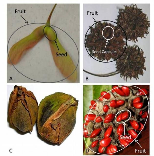 Figure 27. Four different kinds of fruit: red maple samaras (A), sweetgum capsule (B), bitter pecan (Carya aquatica) nut (C), and magnolia follicle (D).