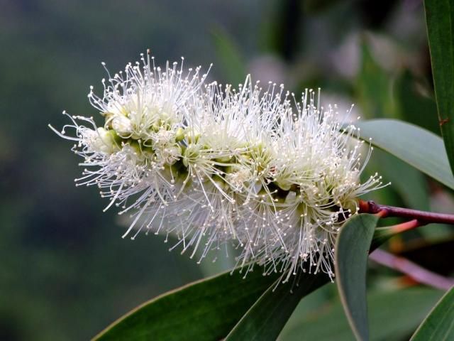 Figure 1. Close-up of the flowers of Melaleuca quinquenervia with the long, showy stamens.