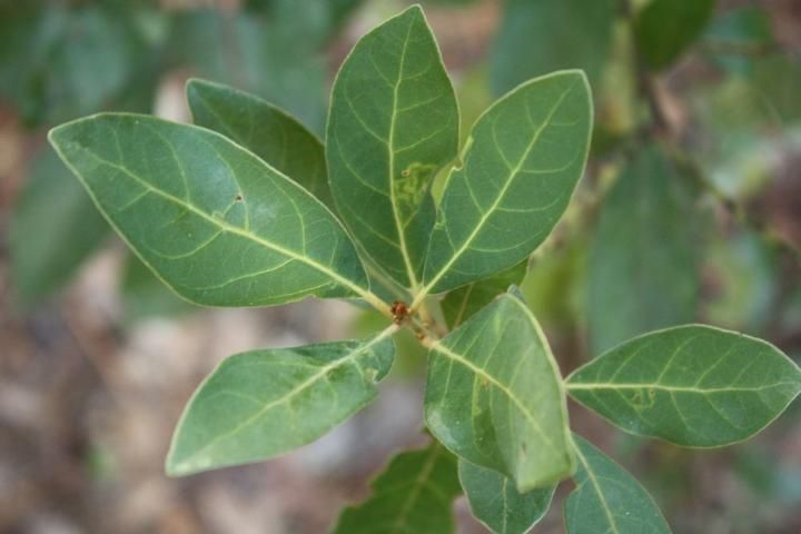 Figure 1. Leaves of Persea palustris.