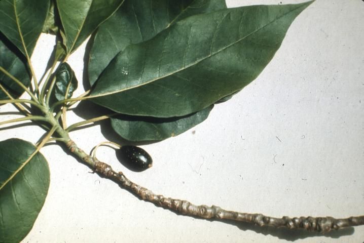 Figure 1. Leaves and fruit of Nyssa aquatica.