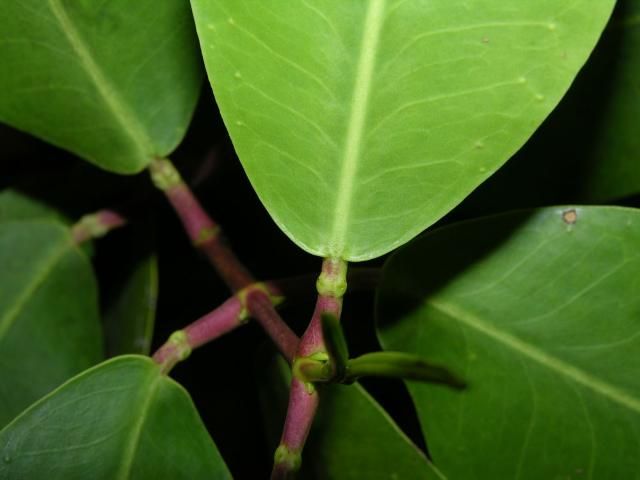 Figure 2. Close-up of a leaf petiole from Laguncularia racemosa showing the salt-excreting glands.