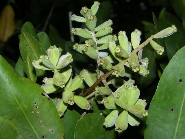 Figure 4. Fruits of Laguncularia racemosa.