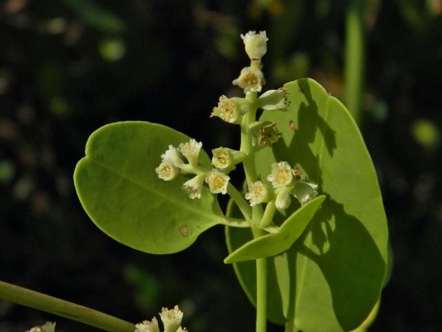 Figure 3. Flowers of Laguncularia racemosa.