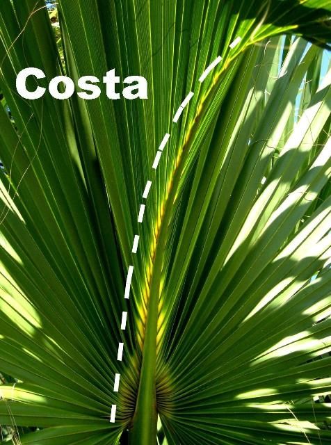 Figure 1. Sabal palmetto leaf showing costa.