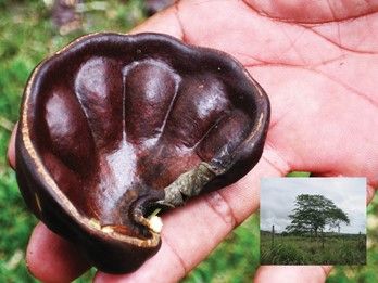The seedpods of the Enterolobium cyclocarpum lend this tree its common name of “ear tree.”