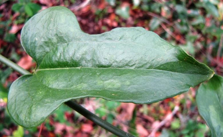 Figure 14. The leaves of Smilax tamnoides vary in shape but are predominantly fiddle-shaped.
