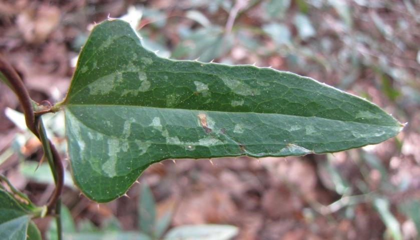 Figure 4. The upper leaf surface on Smilax bona-nox is commonly variegated with gray or pale green blotches.