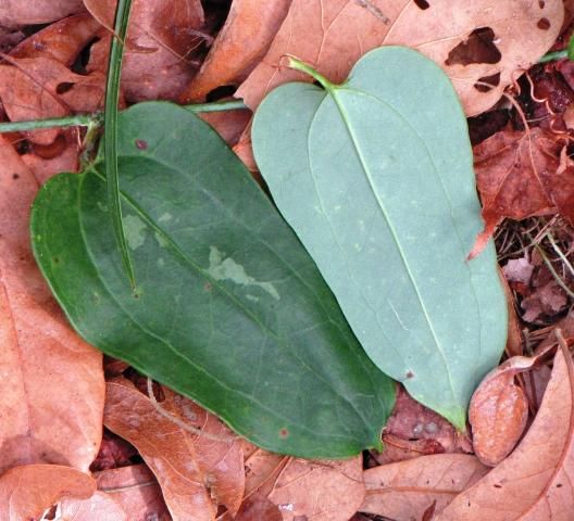 Figure 5. The glaucous coating on the lower surface of the leaf (right side of photo) on Smilax glauca is an excellent distinguishing characteristic for this species.