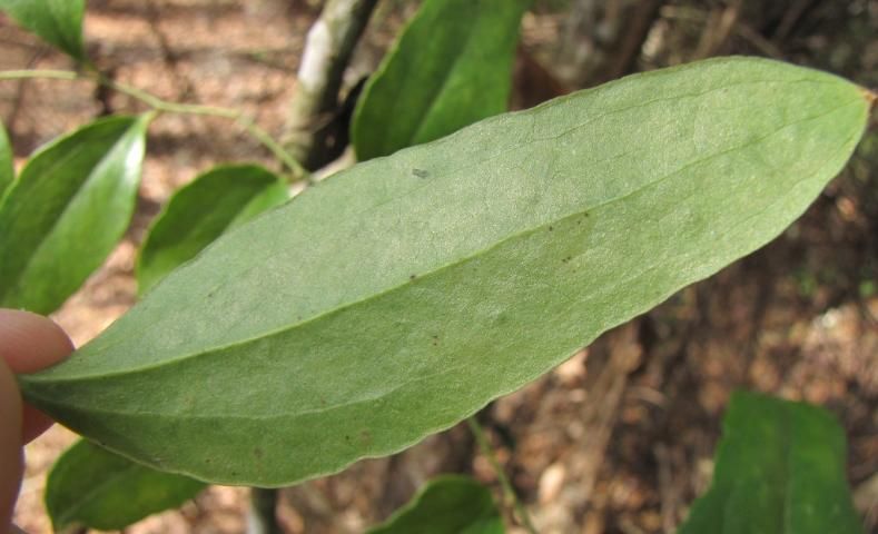 Figure 6. Smilax laurifolia's midvein is prominent when compared to the lateral veins.