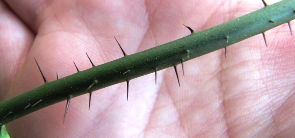 Figure 13. Prickles on younger growth of Smilax tamnoides are much more slender and needle-like, but are also very dark and shiny