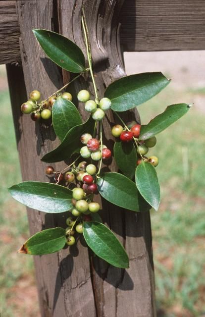 Figure 11. The leaves of Smilax smallii are lanceolate.