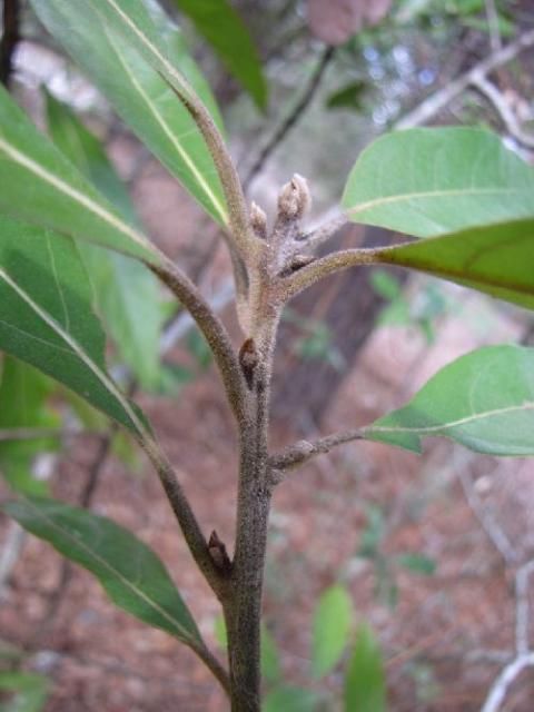 Figure 15. Younger twigs of Persea palustris are covered in brown, dense hairs.