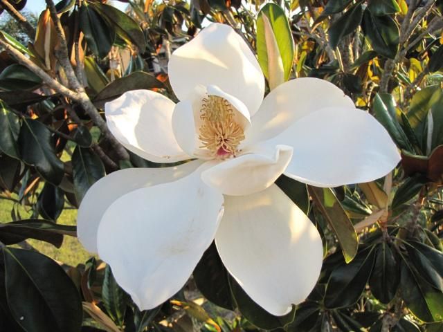 Figure 7. The flowers on Magnolia grandiflora are large, white, fragrant, and very showy.