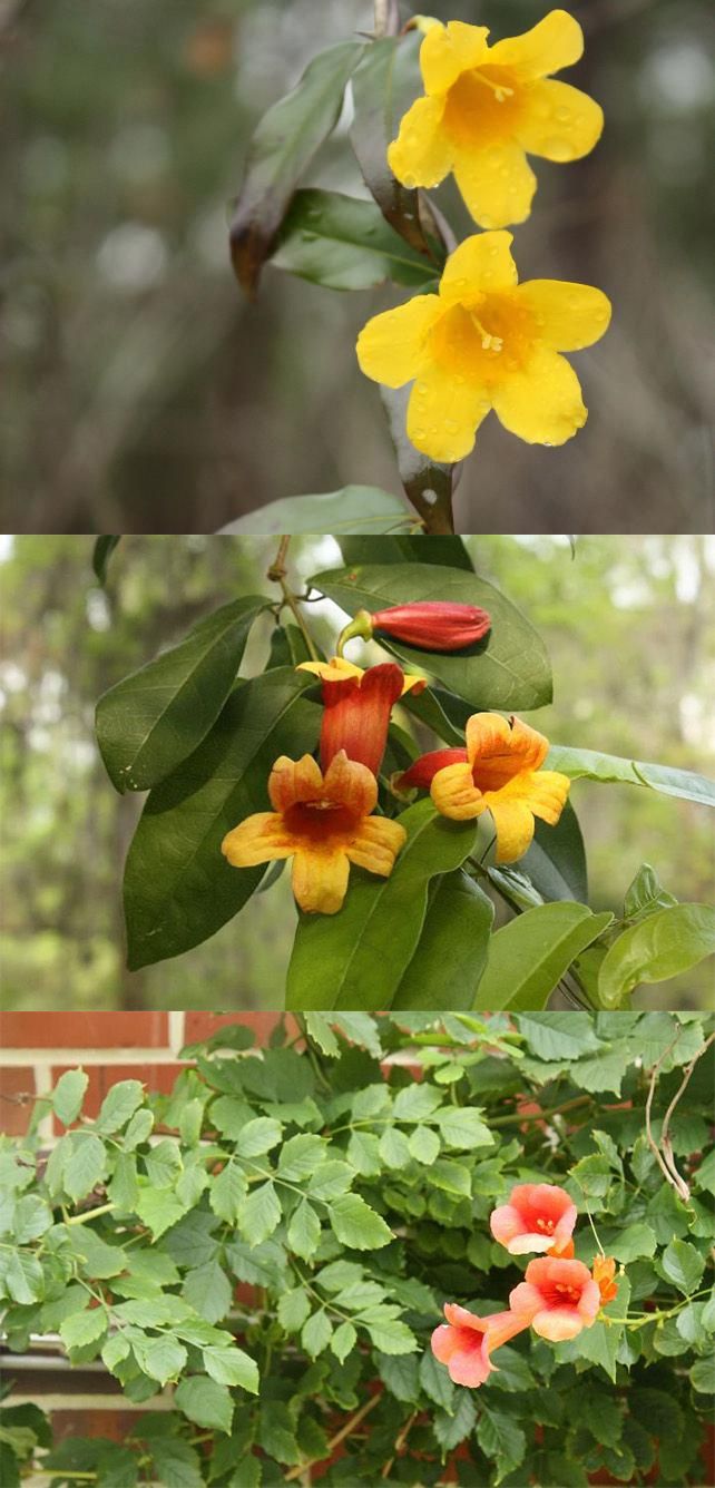 Native vines similar to cat's-claw vine include yellow jessamine (top), crossvine (middle), and trumpet creeper (bottom).