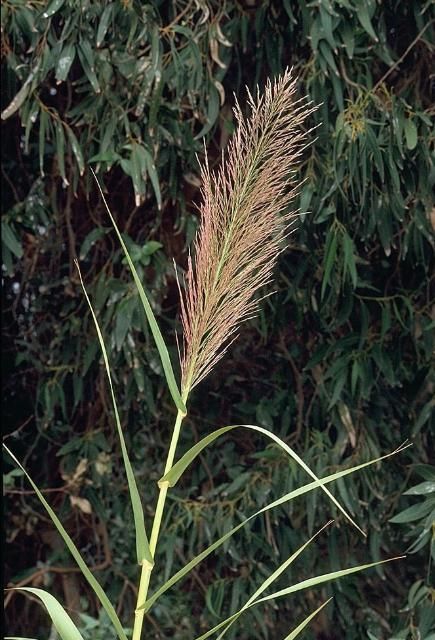 Figure 2. Inflorescence of giant reed (Arundo donax) and leaf structure.