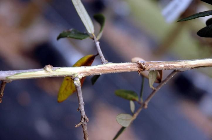 Phloem necrosis shown as streaking brown sections of wood exposed by peeling the bark back in a live oak (Quercus virginiana) branch affected by metsulfuron-methyl.