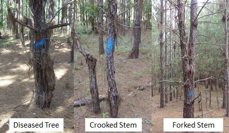 Figure 1. Examples of low-quality trees that should be removed during the first thinning.
