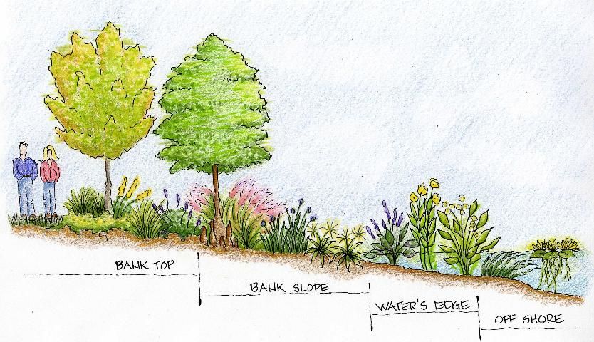 Figure 3. Illustration of stormwater pond planting zones along a moderate to gentle slope.