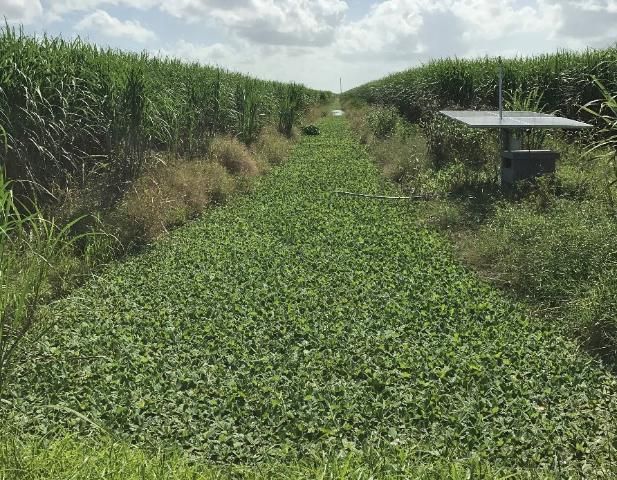 Figure 5. Floating aquatic vegetation (water lettuce) growing throughout an agricultural field ditch in an experiment in the Everglades Agricultural Area.