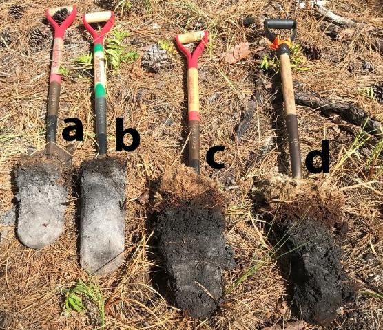 Figure 3. These soils were dug up along a topographic gradient in Gainesville, Florida. Soils a and b were higher in elevation compared to soils c and d. Subsequently soils c and d are darker in color due to increased organic matter content as a result of longer periods of inundation.