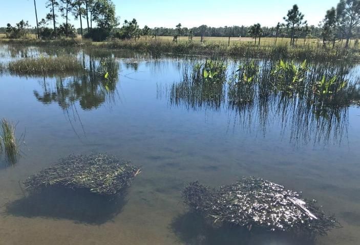 Figure 4. A treatment wetland facility in Martin County. Pictured are the SAV species waterthread pondweed (Potamogeton spp.) and the EAV species spikerush (Eleocharis) and fireflag (Thalia geniculata).