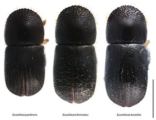 Figure 1. Dorsal view of Euwallacea perbrevis, E. fornicatus, and E. kuroshio. Bar corresponds to 1.0 mm.