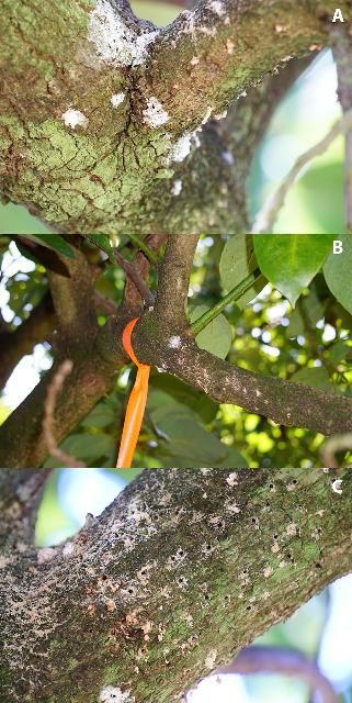 Figure 2. Signs of Euwallacea perbrevis infestations in avocado (south Florida, USA). A & B) Fresh 