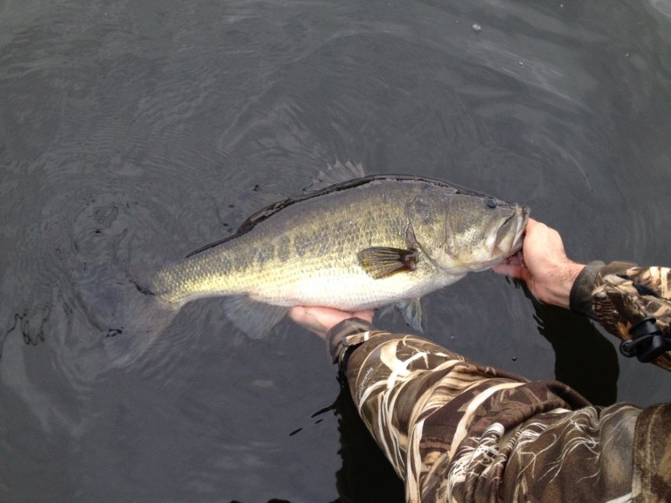 It is really rare for small stocked fish to survive to trophy size like this largemouth bass, but it can happen.