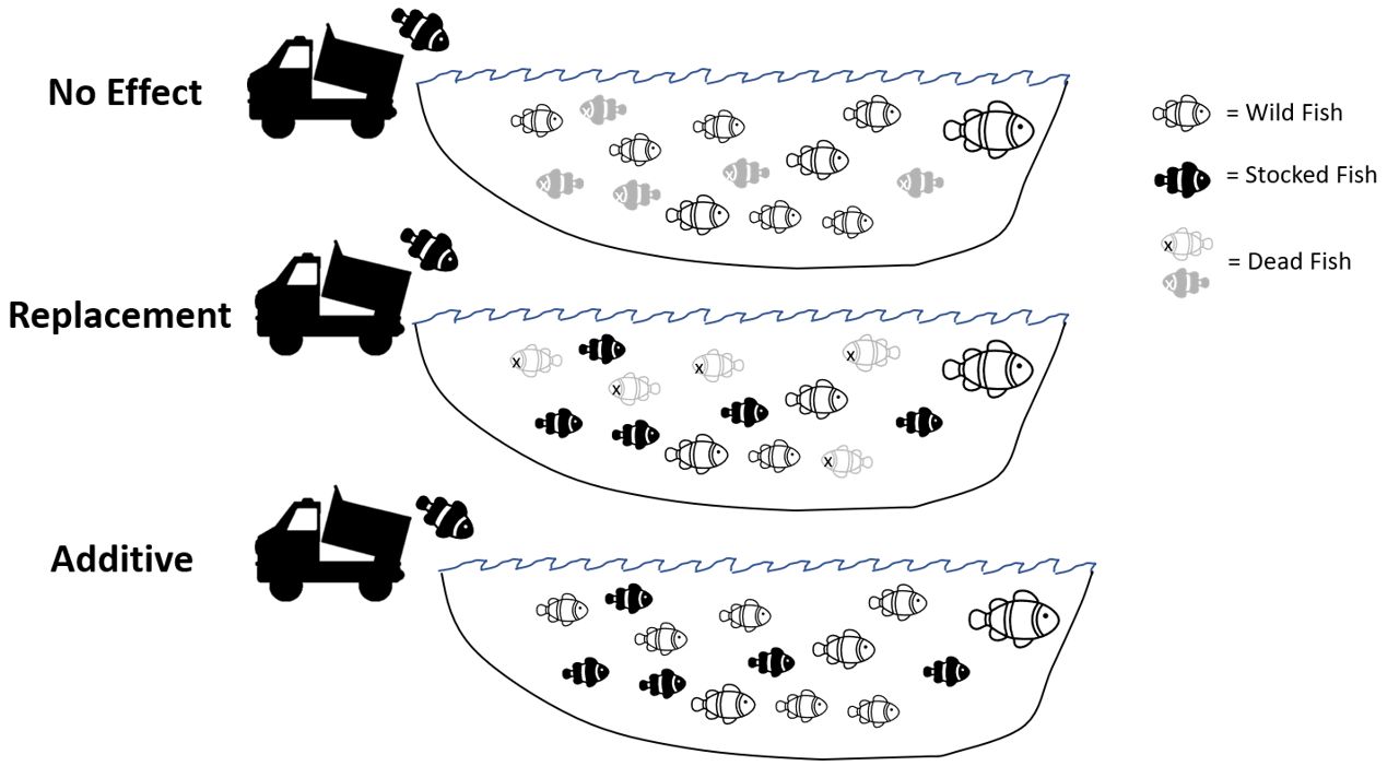 Visual depiction of three potential outcomes to stocking. Note that the “No Effect” and “Replacement” ponds have the same total number of fish alive, however the “Additive” pond has many more. 