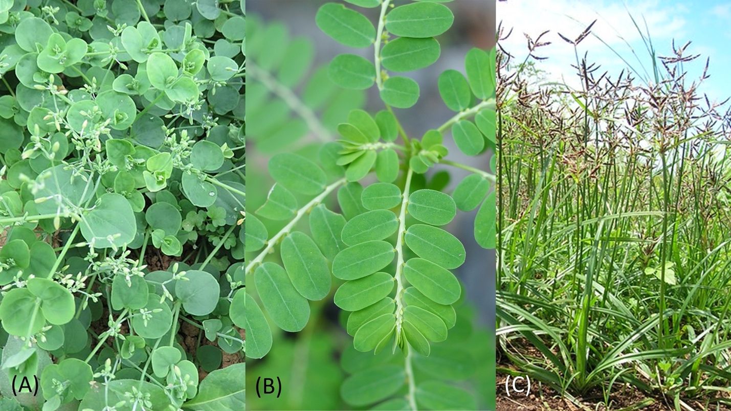 Three common lawn plants of north central Florida listed as invasive by CABI. (A) Tropical chickweed (Drymaria cordata) has sticky seeds that hitchhike on clothes and fur, causing it to spread aggressively. (B) Chamberbitter (Phyllanthus urinaria) should be hand pulled and discarded because mowing spreads its rapidly maturing seeds. (C) Purple nutsedge (Cyperus rotundus) has tubers that allow it to spread vegetatively and is one of many species of sedges commonly found in lawns (see below for resources for identifying sedges).