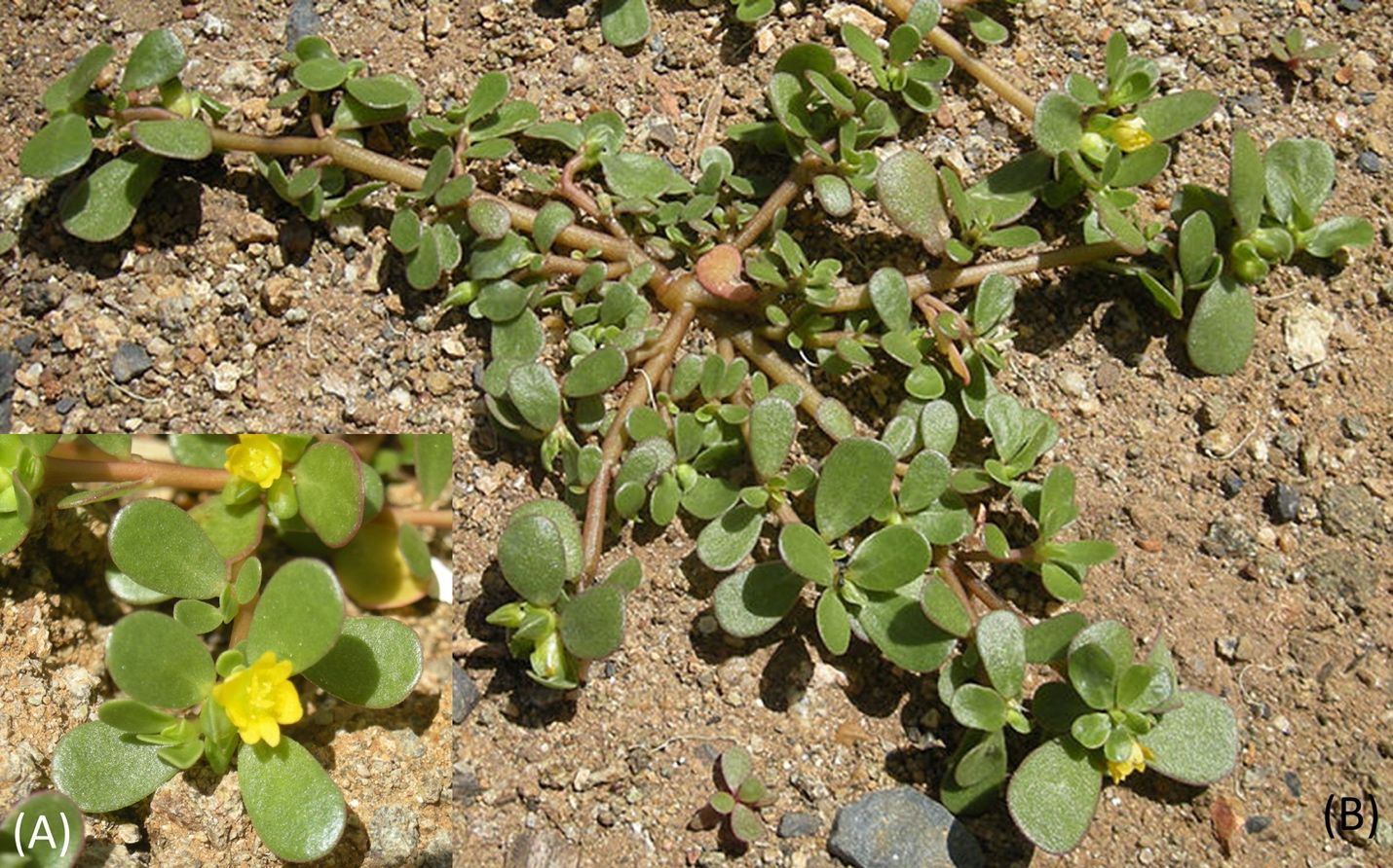 Portulaca oleracea (A) flower and (B) foliage sprawled growth habit.