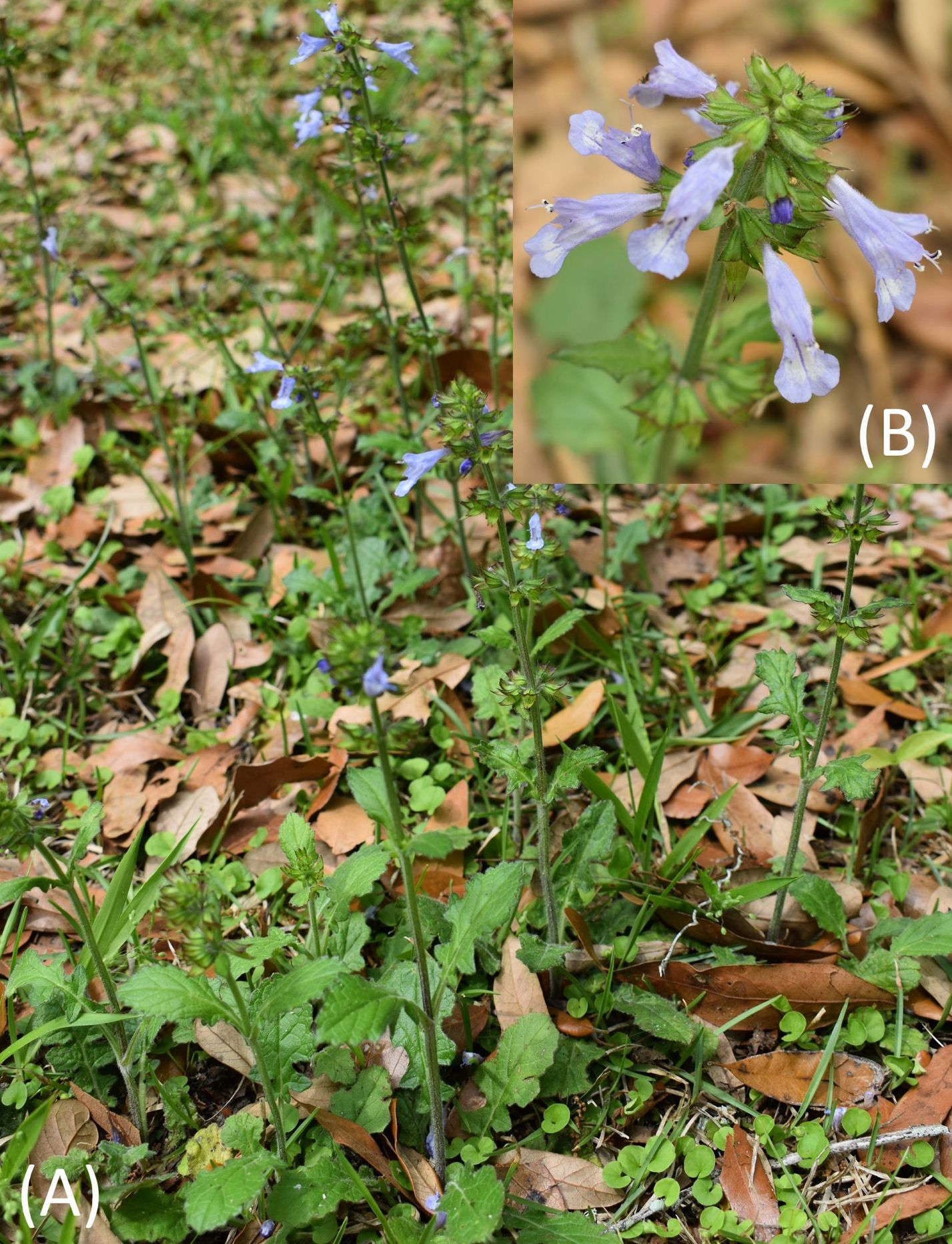 Salvia lyrata in Gainesville, Florida, (A) growing in a lawn, (B) flowers.