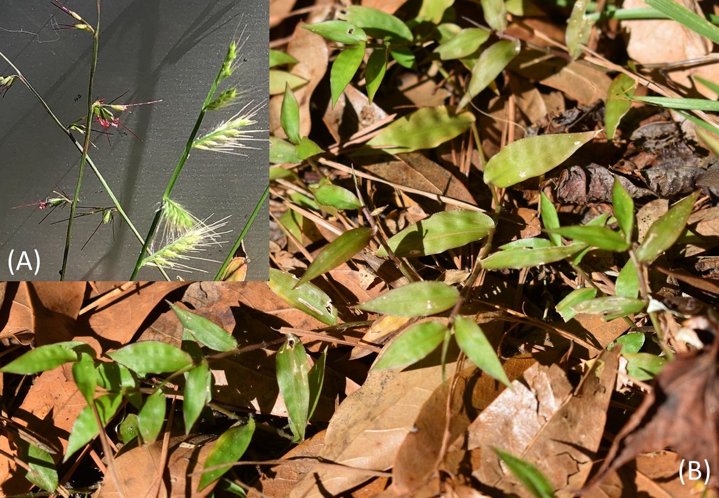 (A) Comparison of Oplismenus setarius (left) and Oplismenus burmanii (right) flower spike; (B) Oplismenus setarius in Gainesville, Florida. 