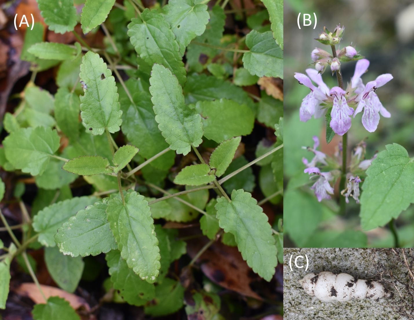 Stachys floridana in Gainesville, Florida. (A) leaves, (B) flowers, and (C) tuber.
