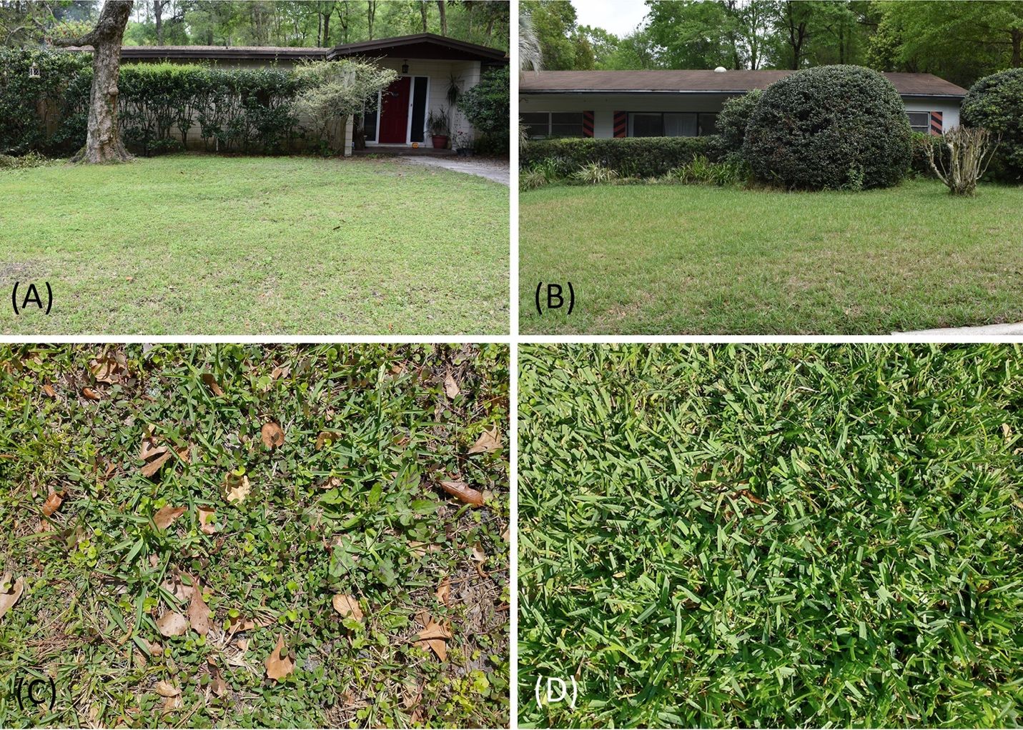 Note the similarities in the way these lawns look. Lawns with more plant diversity can also be aesthetically pleasing. Curbside perspectives showing similar aesthetic qualities in two lawns, (A) one with more plant diversity and (B) one predominately composed of some cultivar of St. Augustinegrass. It is only when you look closely that you see a difference between (C) the lawn with more plant diversity and (D) the lawn composed primarily of St. Augustinegrass.