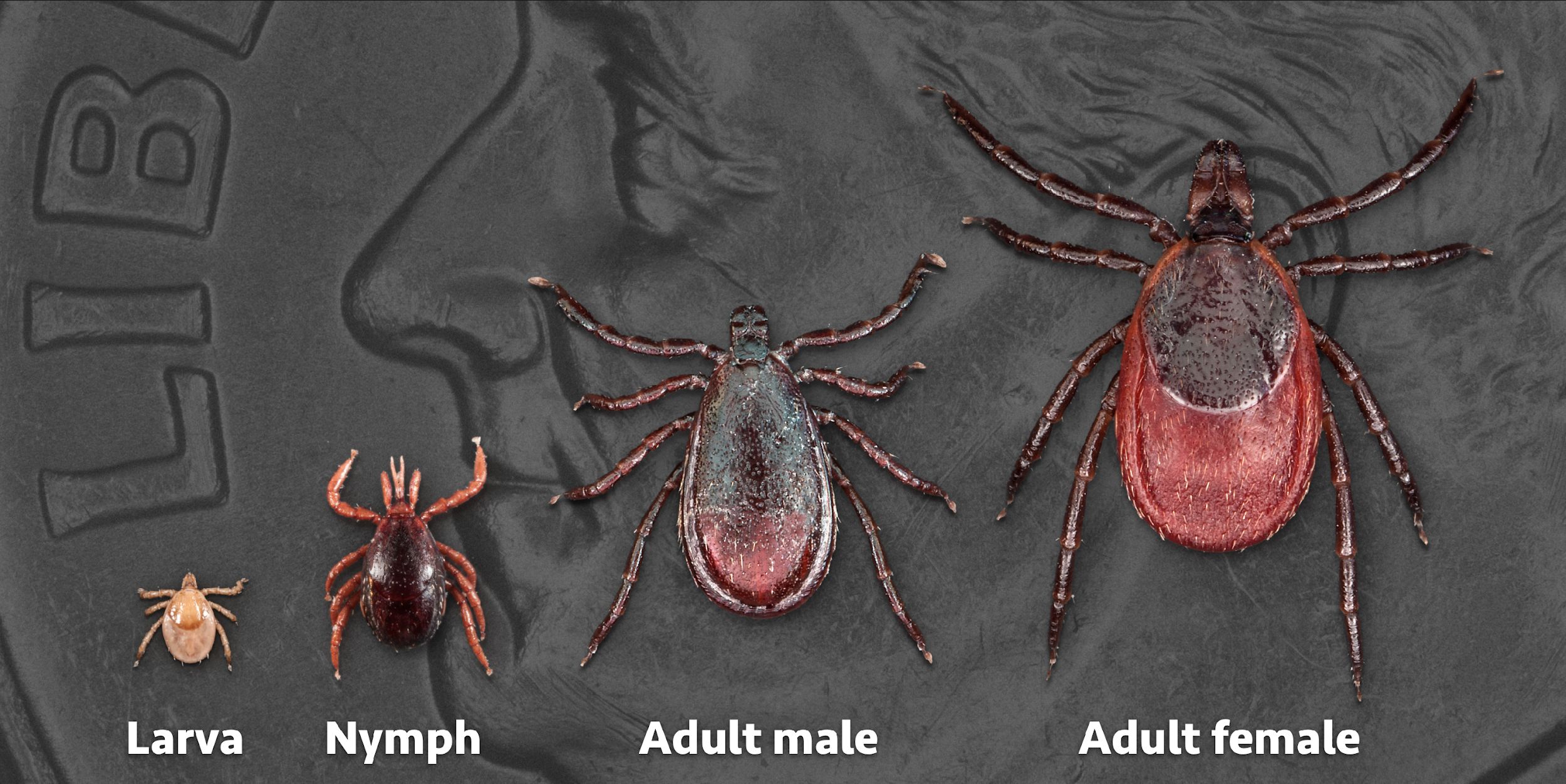 Different life stages of the blacklegged tick (Ixodes scapularis). Dime in the background for scale. 