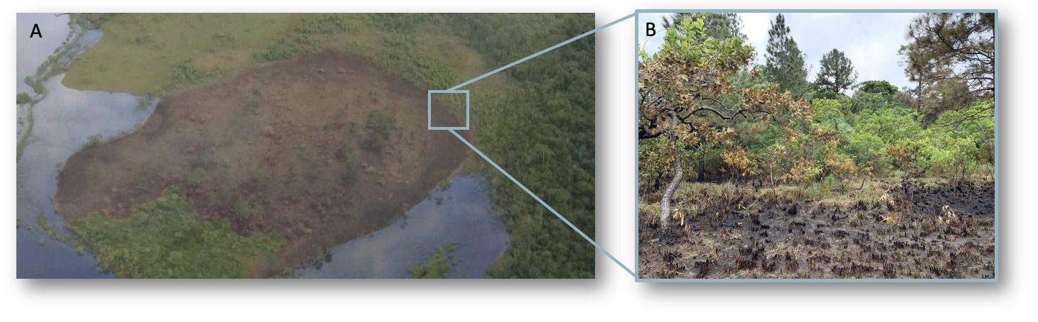 A small, patchy fire (A) in pine savannas leaves unburned habitat for plants and animals and creates the edge habitat (B) that is preferred by some animal species. 