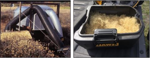 (left) Photo of seed harvester collecting farmed silkgrass species, (right) small, battery-powered vacuum debris box full of silkgrass seed. 